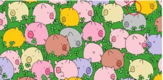 Пройдите этот тест и узнайте, достаточно ли вы наблюдательны