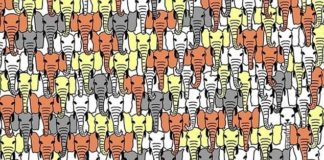 Тест: если вы достаточно наблюдательны, то без труда отыщите панду среди слонов