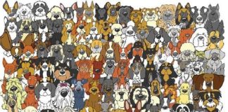 Отыщите медвежонка, спрятавшегося между собаками, и узнайте свой уровень внимательности