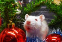 Тест: знаете ли вы, как нужно правильно встречать год Белой Крысы