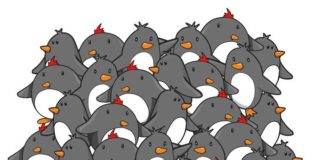 Узнайте, способны ли вы быстро подмечать мелкие детали