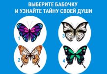 Тест: узнайте тайные качества своей души с помощью бабочек.