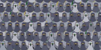 Отыщите кота среди голубей и узнайте, насколько вы наблюдательный человек