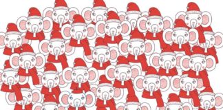 Проверьте свою внимательность и найдите слона в берете