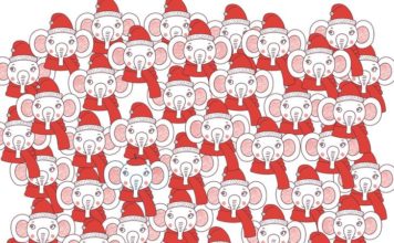 Проверьте свою внимательность и найдите слона в берете