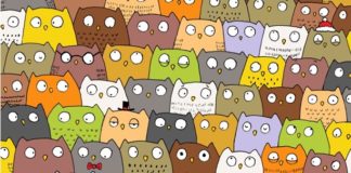 Покажите, на что вы способны, отыскав кота среди сов