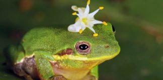 Найдите лягушонка, спрятавшегося в листве, и узнайте, насколько вы внимательны