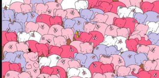 Если вы достаточно внимательны, тогда отыщите сердечко среди слонов