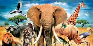 Тест: попробуйте угадать животное по хвосту