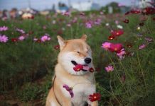 Тест: попробуйте угадать породу собаки по фотографии