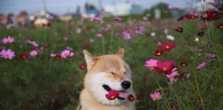 Тест: попробуйте угадать породу собаки по фотографии