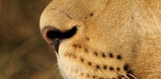 Тест: угадай зверя по носу