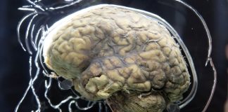 Узнайте с помощью теста, на сколько процентов вы используете свой мозг