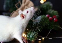 Тест: знаете ли вы, как нужно правильно встречать год Белой Крысы