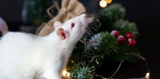 Тест: знаете ли вы, как нужно правильно встречать год Белой Крысы