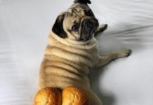 Тест: угадайте породу собаки по фотографии