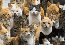 Тест: проверьте свою интуицию, угадывая клички котов по их фотографиям