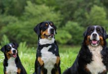 Тест: проверьте интуицию, угадывая клички собак по их фотографиям