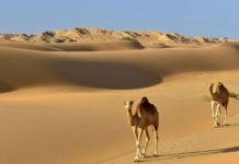 Тест: выберите пустыню и узнайте особенности вашего характера