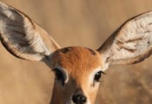 Тест: угадайте название животного по его фото