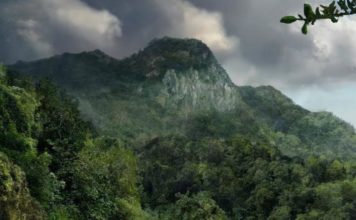 Тест: проверьте, сможете ли вы выжить в дикой природе