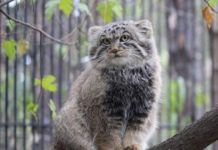 Тест: определите ли вы названия всех этих животных по их фотографиям