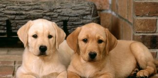 Тест: количество увиденных собак на картинке расскажет о вашем психологическом возрасте