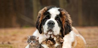 Тест: количество увиденных собак на картинке расскажет о вашем психологическом возрасте