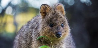 Тест, который смогут пройти только настоящие знатоки животных