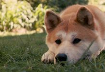 Тест: угадайте, в каких фильмах снимались эти животные