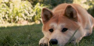 Тест: угадайте, в каких фильмах снимались эти животные