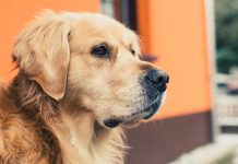 Тест: угадайте породу собаки