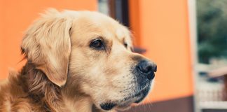 Тест: угадайте породу собаки