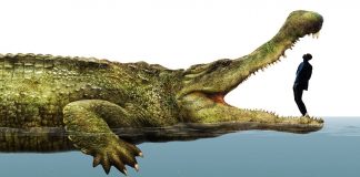 Тест: какие животные-гиганты массивнее своих собратьев-тяжеловесов