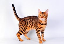 Тест: только настоящие ценители кошек сумеют ответить на 10/10 вопросов