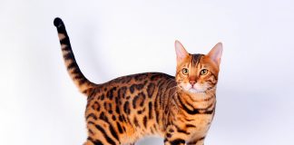 Тест: только настоящие ценители кошек сумеют ответить на 10/10 вопросов