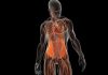 Тест покажет, хорошо ли вы знаете, как устроено человеческое тело