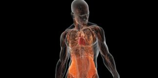 Тест покажет, хорошо ли вы знаете, как устроено человеческое тело