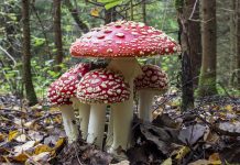 Тест: сможете ли вы отличить съедобные продукты от ядовитых и выжить в лесу