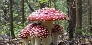 Тест: сможете ли вы отличить съедобные продукты от ядовитых и выжить в лесу