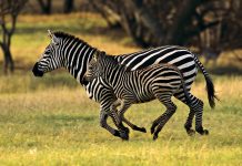 Тест покажет: разбираетесь ли вы в животных