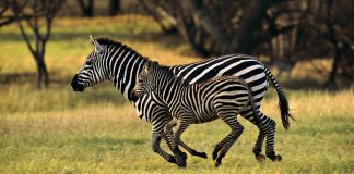 Тест покажет: разбираетесь ли вы в животных