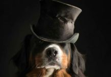 Тест: получится ли у вас отгадать породу собаки по лапам