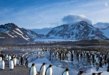 Тест-анаграмма: разгадайте анаграмму к слову, обозначающему самый безлюдный материк планеты