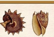 Тест: выберите ракушку, чтобы узнать о самой яркой черте своего характера