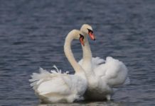 Тест-анаграмма: загаданное слово указывает на прогрессивную форму брака