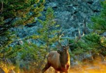 Тест-анаграмма: неограниченное использование загаданного словосочетания нанесет непоправимый урон биоразнообразию планеты