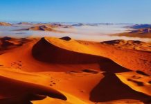 Тест-анаграмма: загаданное слово называют «кораблем пустыни»