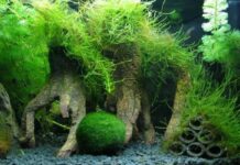 Рейтинг популярных видов аквариумных мхов