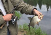 Секреты ловли леща на фидер